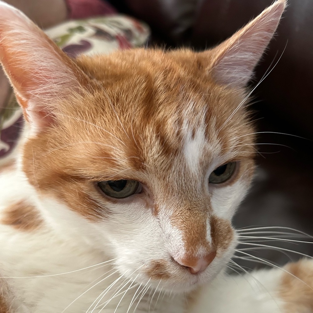 Meet your Posher, Gioia